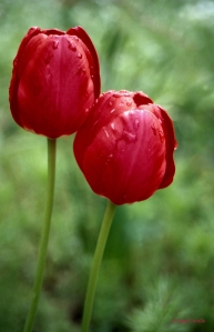 2 tulipanes web